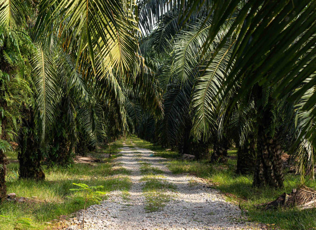 Photo of palm oil plantation, which is used in soap.