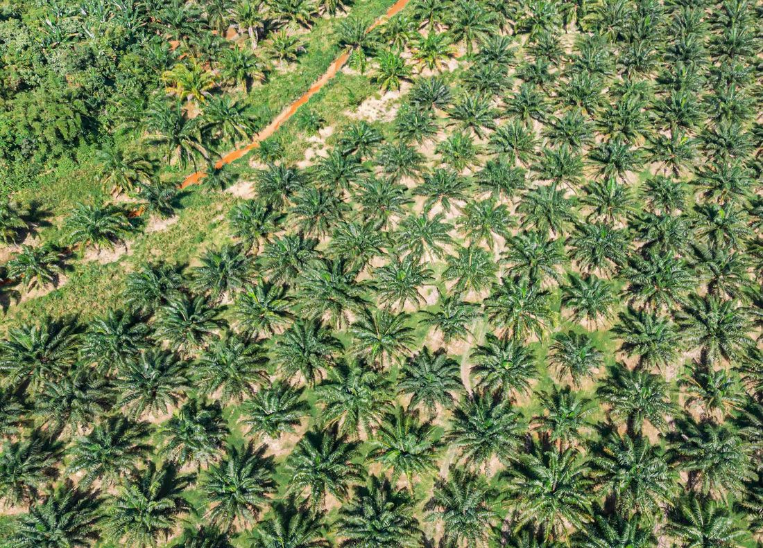 Why palm oil is bad for you and the environment.